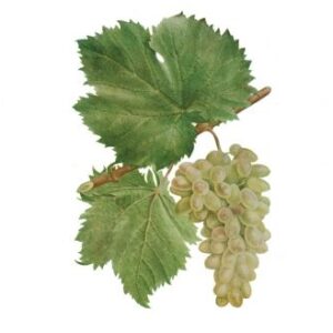 ყურძენი რედ გლობი 1კგ