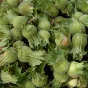 ჭყინტი თხილი 1კგ