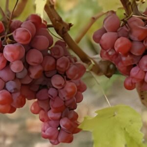 ყურძენი მუსკატი 1კგ