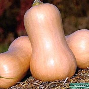 გოგრა მატილდა 2– 2.500  კგ